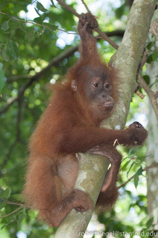 sumatra2012